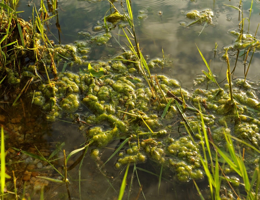 String algae appearing in phosphates filled water
