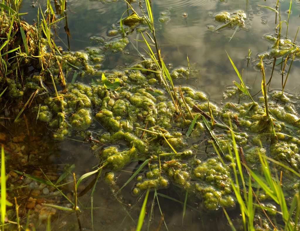 Fadenalgen, die bei einem Überschuss an Phosphat im Wasser auftreten