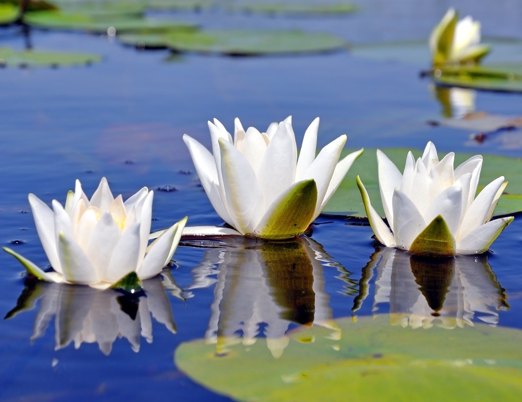 In einen Teich gepflanzte Seerosen während eines Biomanipulationsprozesses