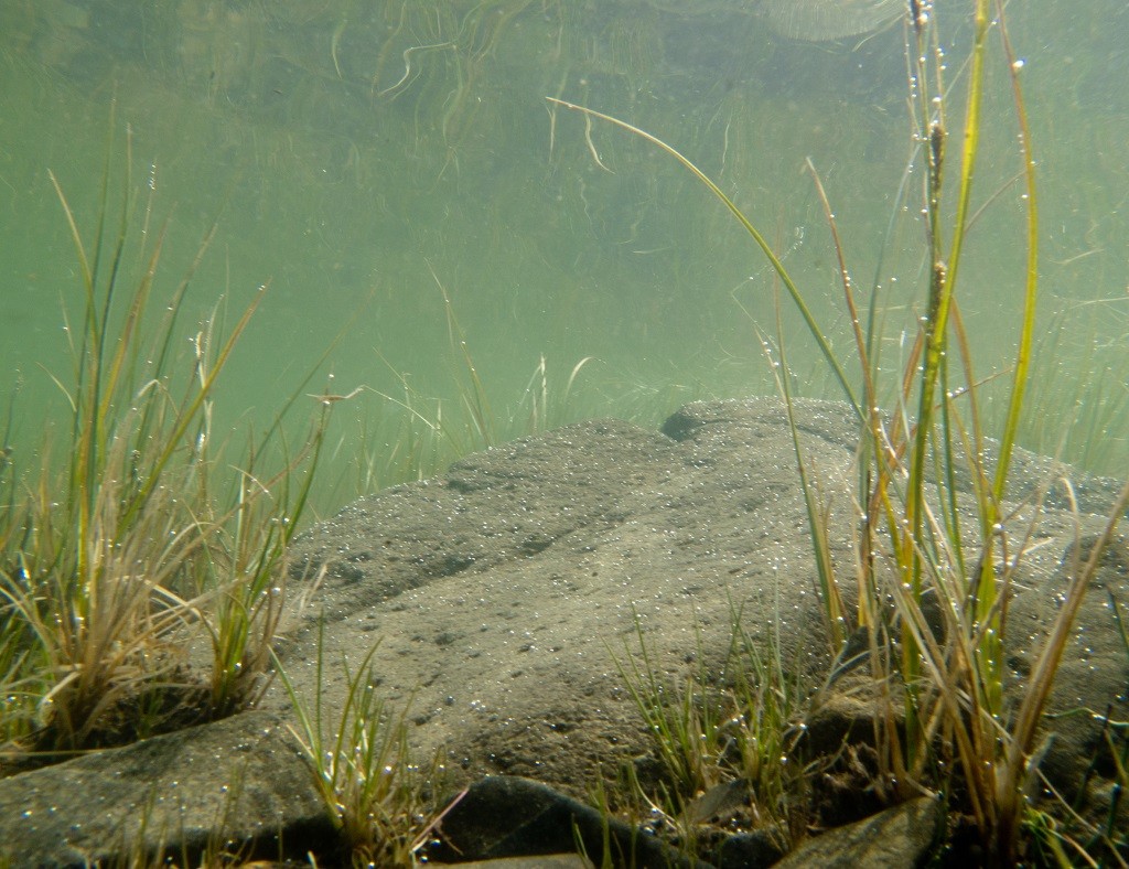 The return of biological life after using EcoGerm microorganisms in polluted lake