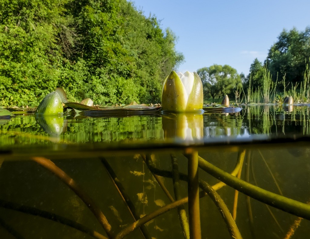 Klares Wasser in einem zurückgewonnenen Naturteich Moderner Schwimmteich